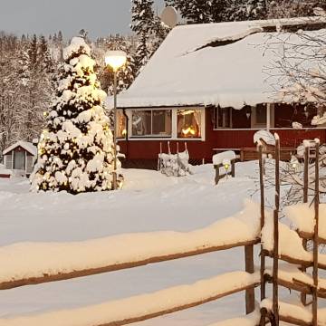 Byns snyggaste belysta gårdsgran