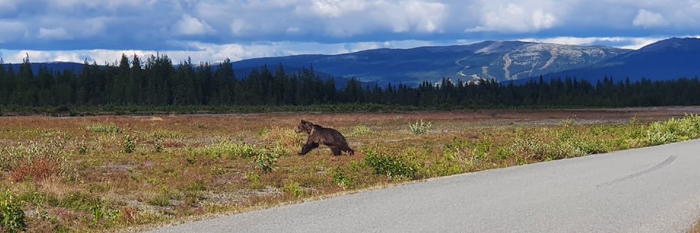 BLÅBÄR