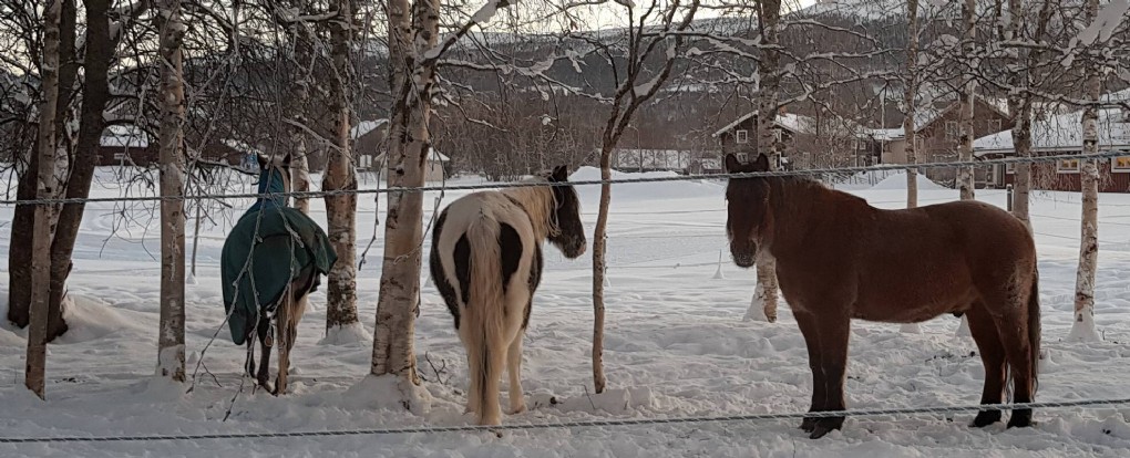 Så in i hästväg kallt