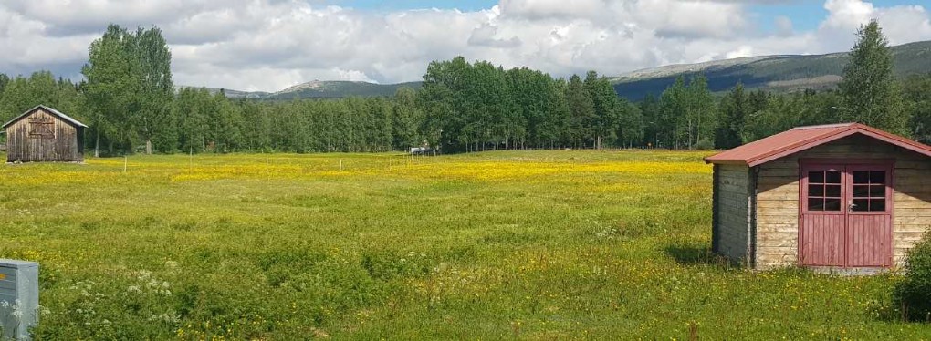 SMÖRBLOMMNING
