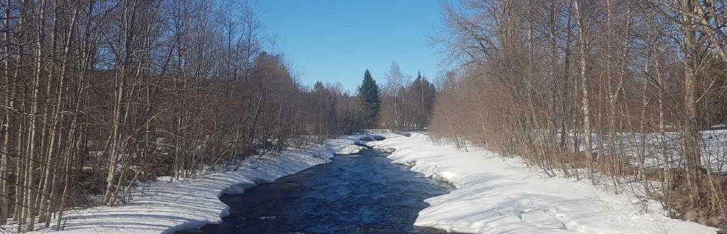 INGEN VÅRFLOD ÄNNU